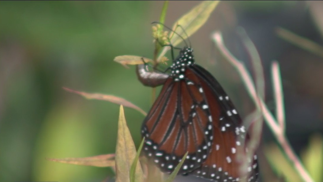 What's Right with Tampa Bay: Helping bring attention, protection to butterflies